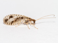 Micromus variegatus